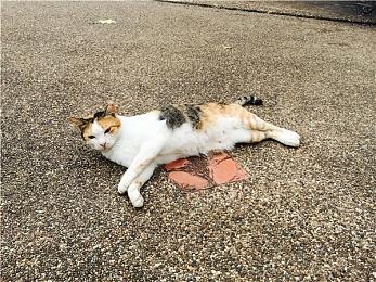 PS+欧美服6月会免游戏公开 《古惑狼4：时机已到》等